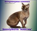 Логотип компании «BeautyBurm МАКСим - Ветеринарная клиника»