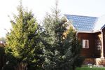 Логотип компании «Дары Леса - Вагонка Лиственница ,Липа, Сосна»