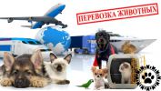Логотип компании «Animals Travel»